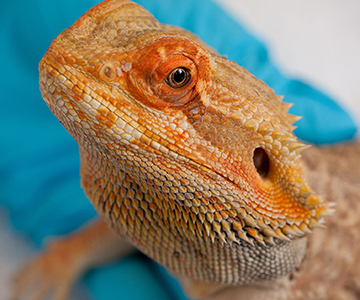 Photo: UC Davis researchers investigated how to improve the health of bearded dragons through the use of ultrasound.