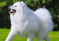 Enamel hypoplasia in Samoyed dogs