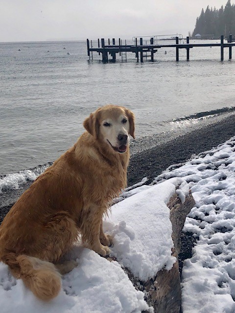 Golden retriever picture