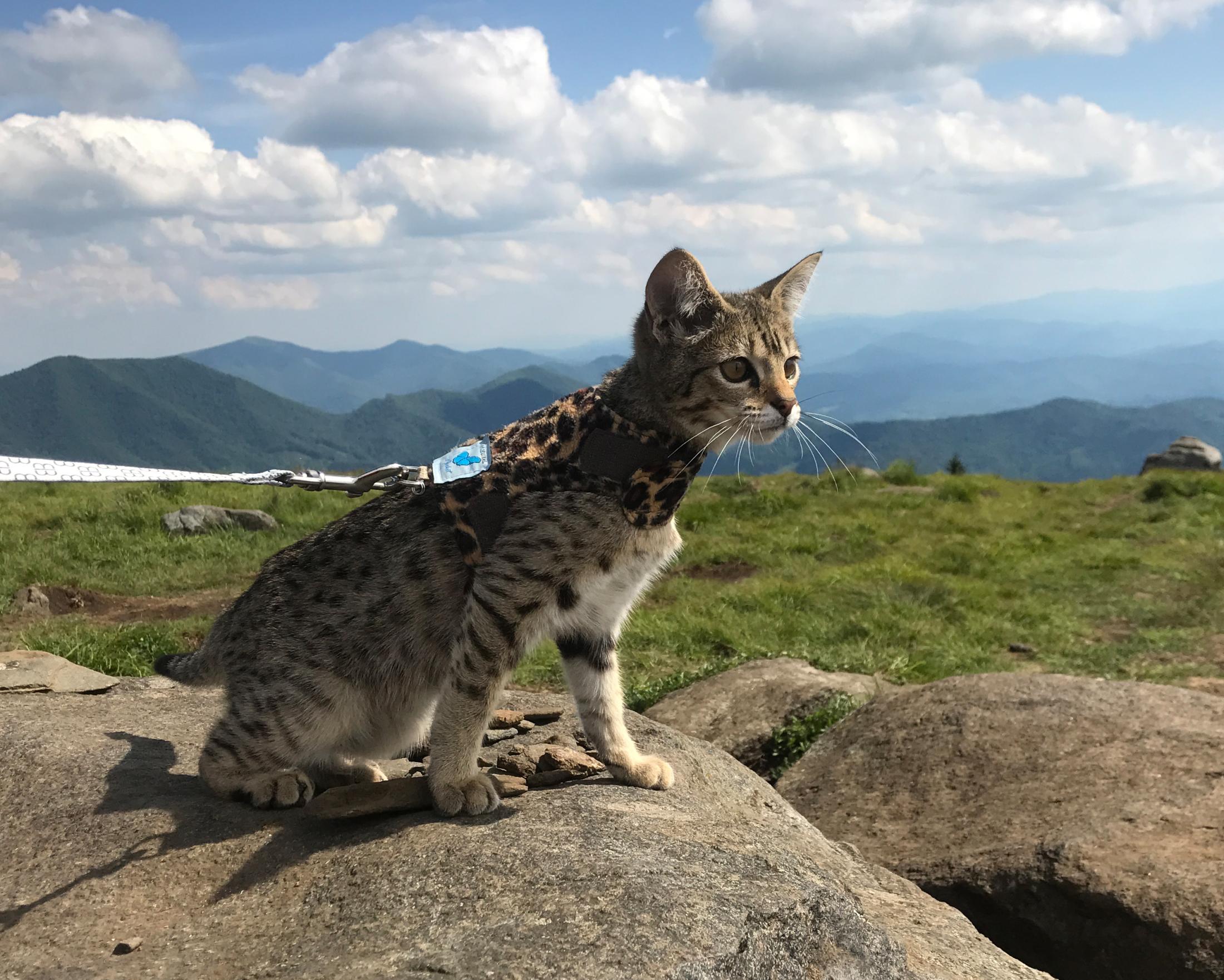 photo of Luna, a cat that was cured of FIP