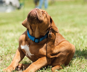 Photo: Keeping your pet safe in the Great Outdoors