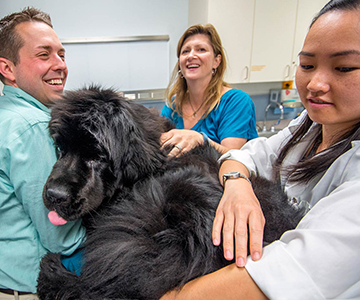 Photo: Dr. Joshua Stern, left, examines a Newfoundland dog.