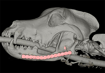 Photo: Cutting-edge procedure helps pets with jawbone defects