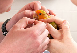 Photo: Lovebirds are at risk of chronic egg-laying.