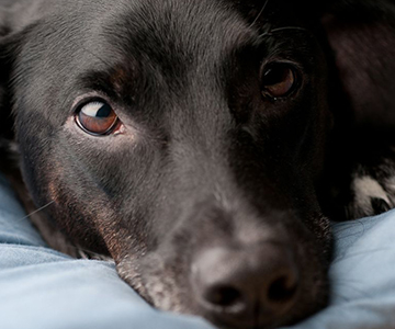 Photo: Nasal Disease Rampant among Cats and Dogs