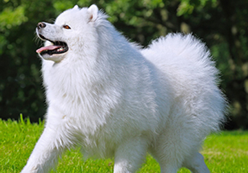 Photo: Enamel hypoplasia in Samoyed dogs