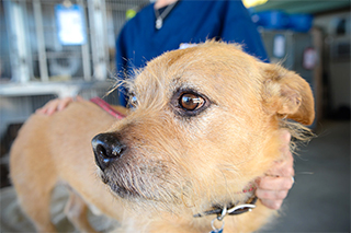 Photo: Canine infectious respiratory disease complex is of particular concern in animal shelters.