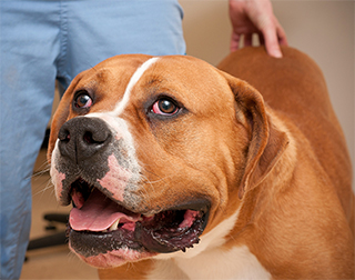 Photo: Cats and dogs in shelters need enrichment spaces 