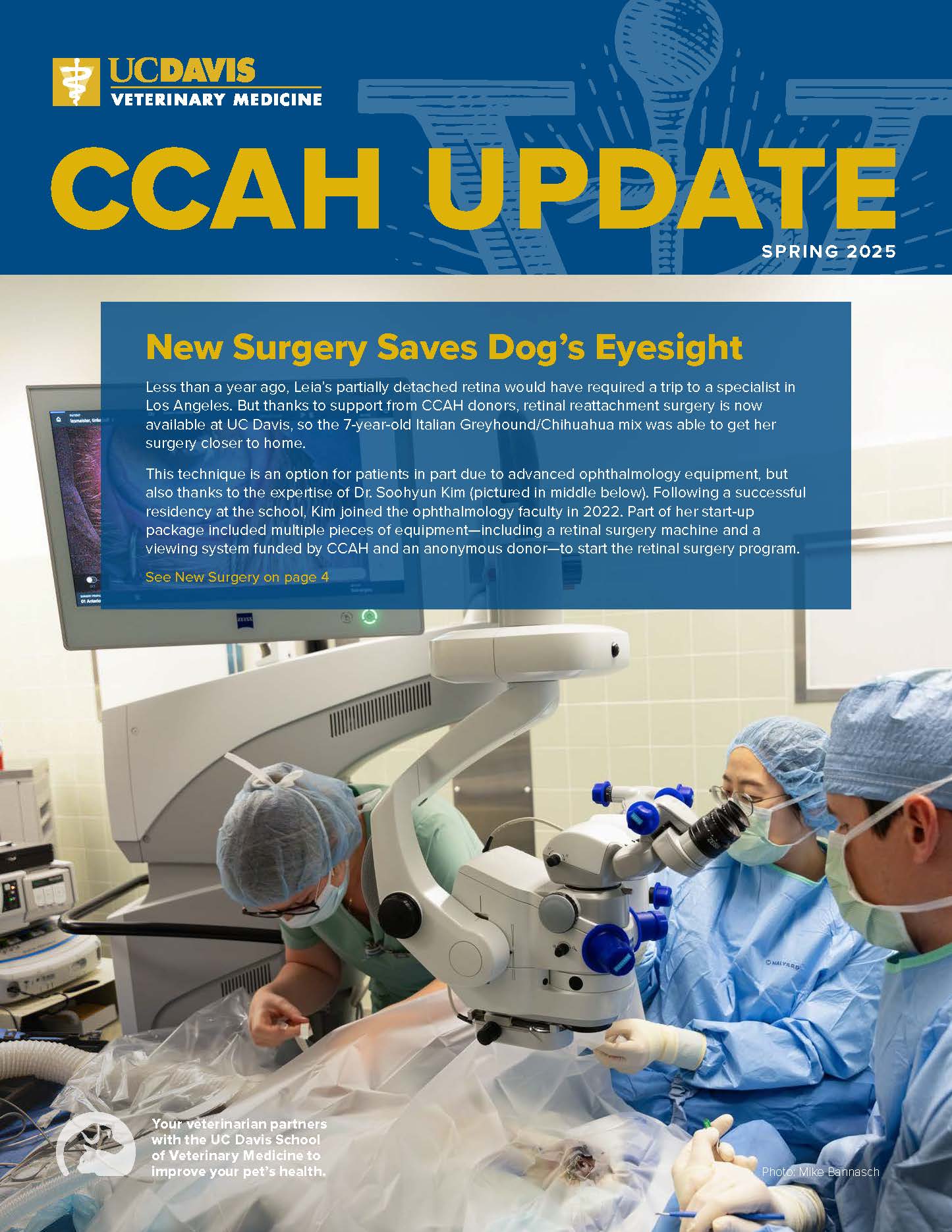 CCAH Newsletter Cover Image Dog's Eye Surgery