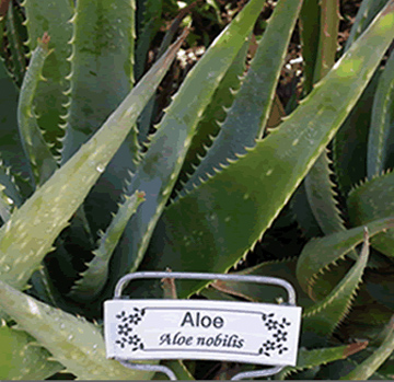 Aloe Vera