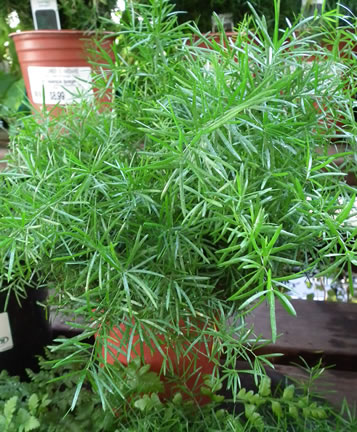 Asparagus Fern