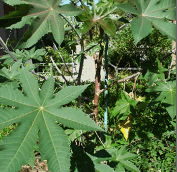 Castor bean (Ricinus communis)