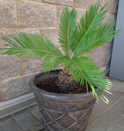 Cycads