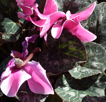 Cyclamen