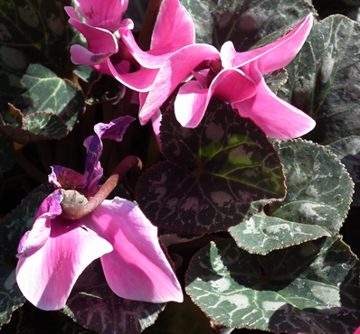 Cyclamen