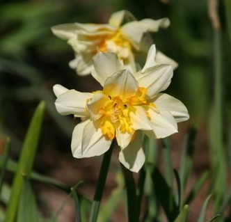 Daffodil (Narcissus)