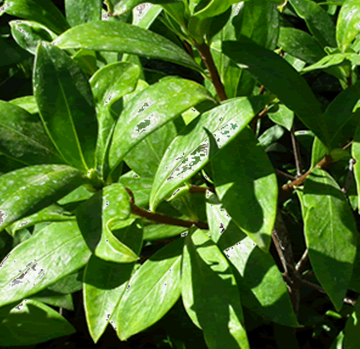 Winter Daphne (Daphne odora)