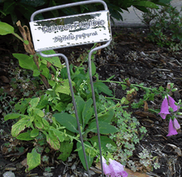 Common Foxglove (Digitalis purpurea)