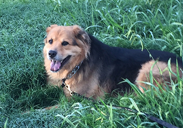 Fred, a 6-year-old male shepherd cross