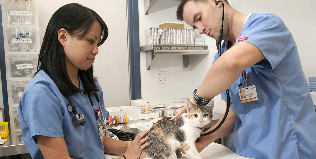 Two vets examine a kitty