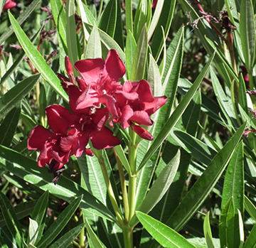 Oleander (Nerium oleander)