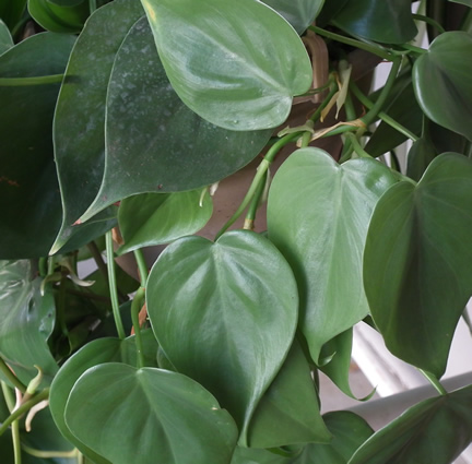 Philodendrons