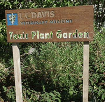 Toxic Plant Garden