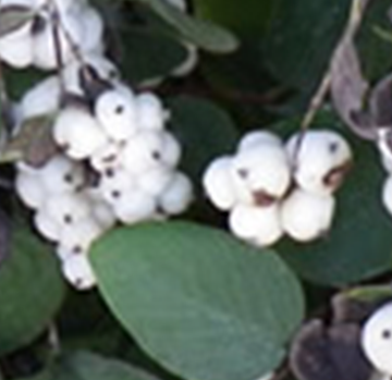 Common Snowberry (Symphoricarpos albus)