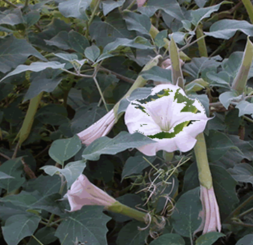 Angel's Trumpet (Brugmansia spp.)