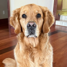 Golden retriever sitting attentively on hardwood floor in a living room